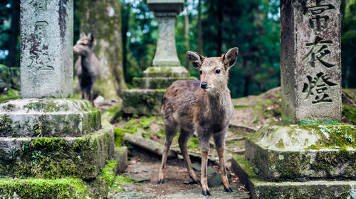 <日本暑假亲子研学>亲子短期留学+研学8晚9天游                                     