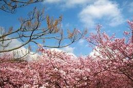 【日本】东京、箱根、大阪、京都、伊豆7日（5星温泉酒店3晚）                                     