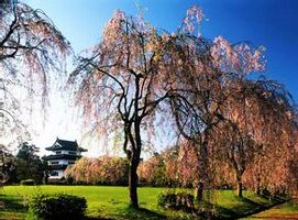 【日本】东京、箱根、大阪、京都、奈良7日（4~5星纯玩 2天自由活动）                                     