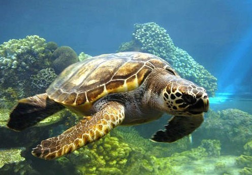 【巴厘岛新加坡6晚7天】超值赠送新加坡城市观光(新航)