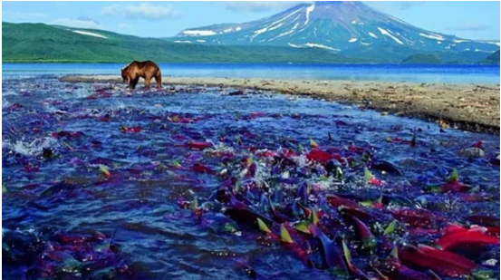 【探秘海参崴】北京哈尔滨俄罗斯双高双动6日跟团游（绥芬河出境）                                     