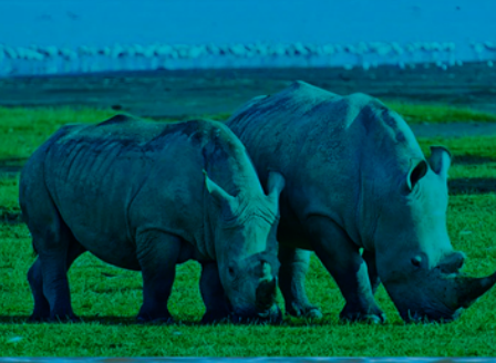 <狂野魅力>肯尼亚10日游 观看野生动物特色之旅 观五大公园