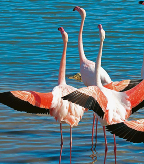 <狂野魅力>肯尼亚10日游 观看野生动物特色之旅 观五大公园