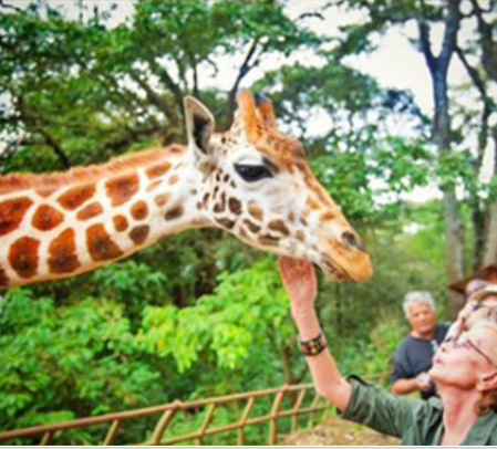 <狂野魅力>肯尼亚10日游 观看野生动物特色之旅 观五大公园