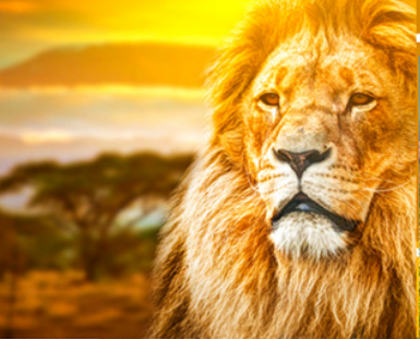 <非洲动物王国巡猎记>肯尼亚纯玩10日游 南方航空 全国联运                                     