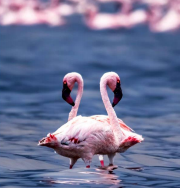 <私家团>VIP4-6人肯尼亚10天观野生动物特色之旅 南方航空 一价全含