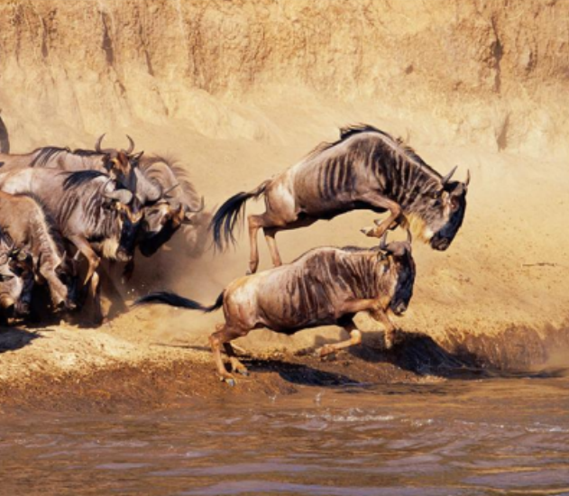 <私家团>VIP4-6人肯尼亚10天观野生动物特色之旅 南方航空 一价全含