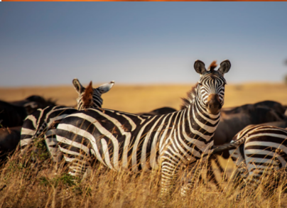 <追梦肯尼亚>肯尼亚迁徙之旅7晚10天 纯玩无购物 阿联酋航空 五星酒店