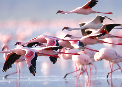 <私享深度>肯尼亚私享深度10日游 开启大迁徙篇章 阿联酋航空