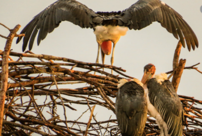 <私享深度>肯尼亚私享深度10日游 开启大迁徙篇章 阿联酋航空