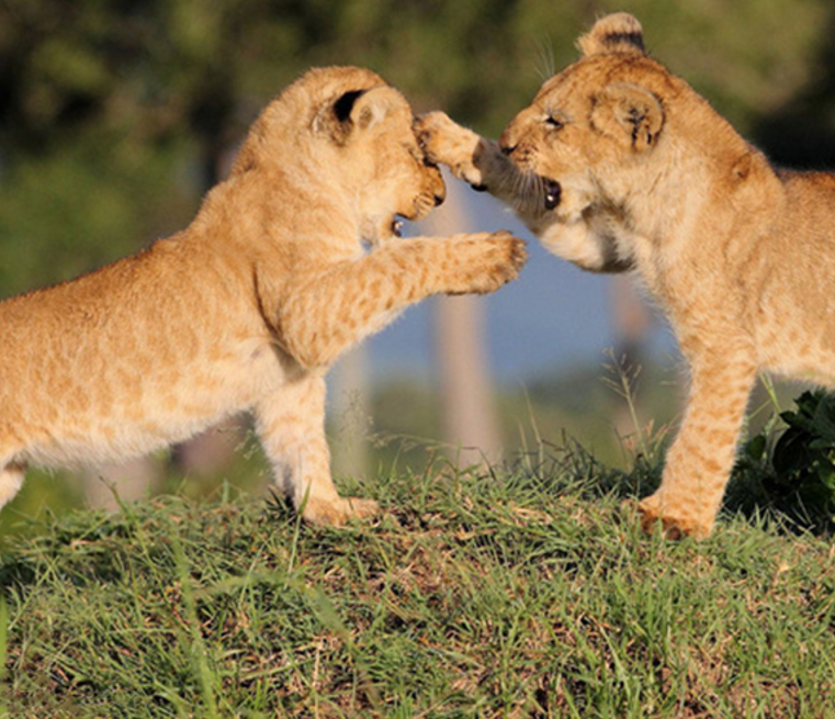 <野性肯尼亚>肯尼亚10日之旅 马赛马拉 纳库鲁 安博塞里 纳瓦沙