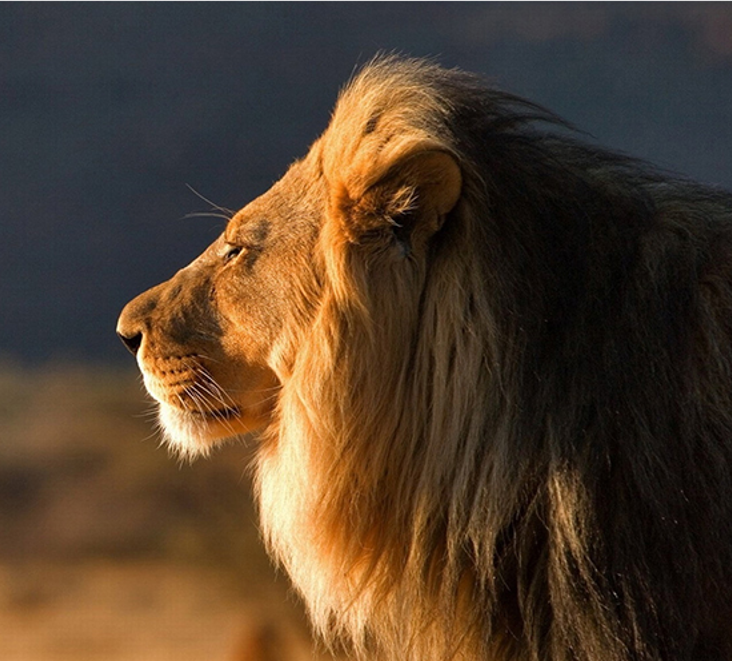 <野性肯尼亚>肯尼亚10日之旅 马赛马拉 纳库鲁 安博塞里 纳瓦沙