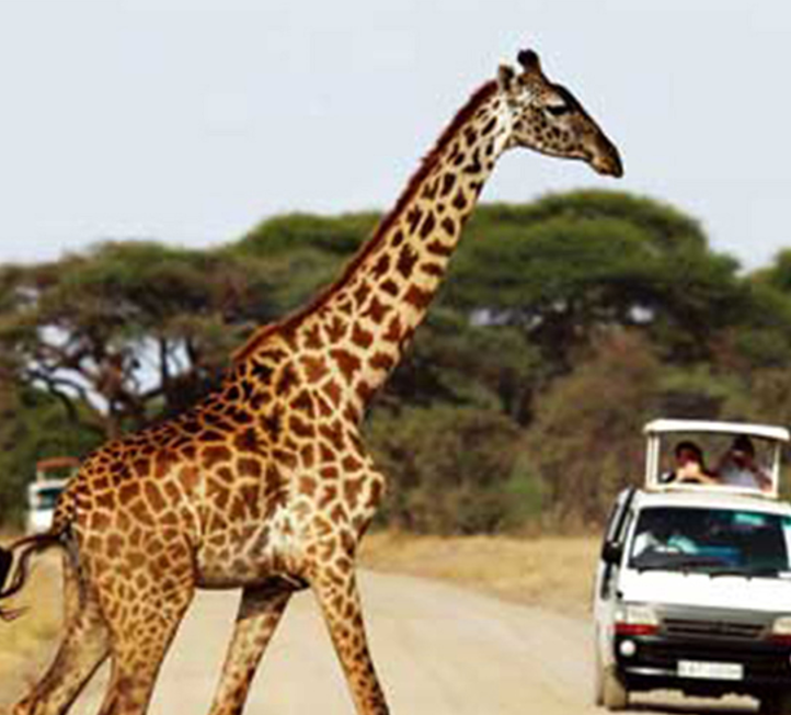 <野性肯尼亚>肯尼亚10日之旅 马赛马拉 纳库鲁 安博塞里 纳瓦沙