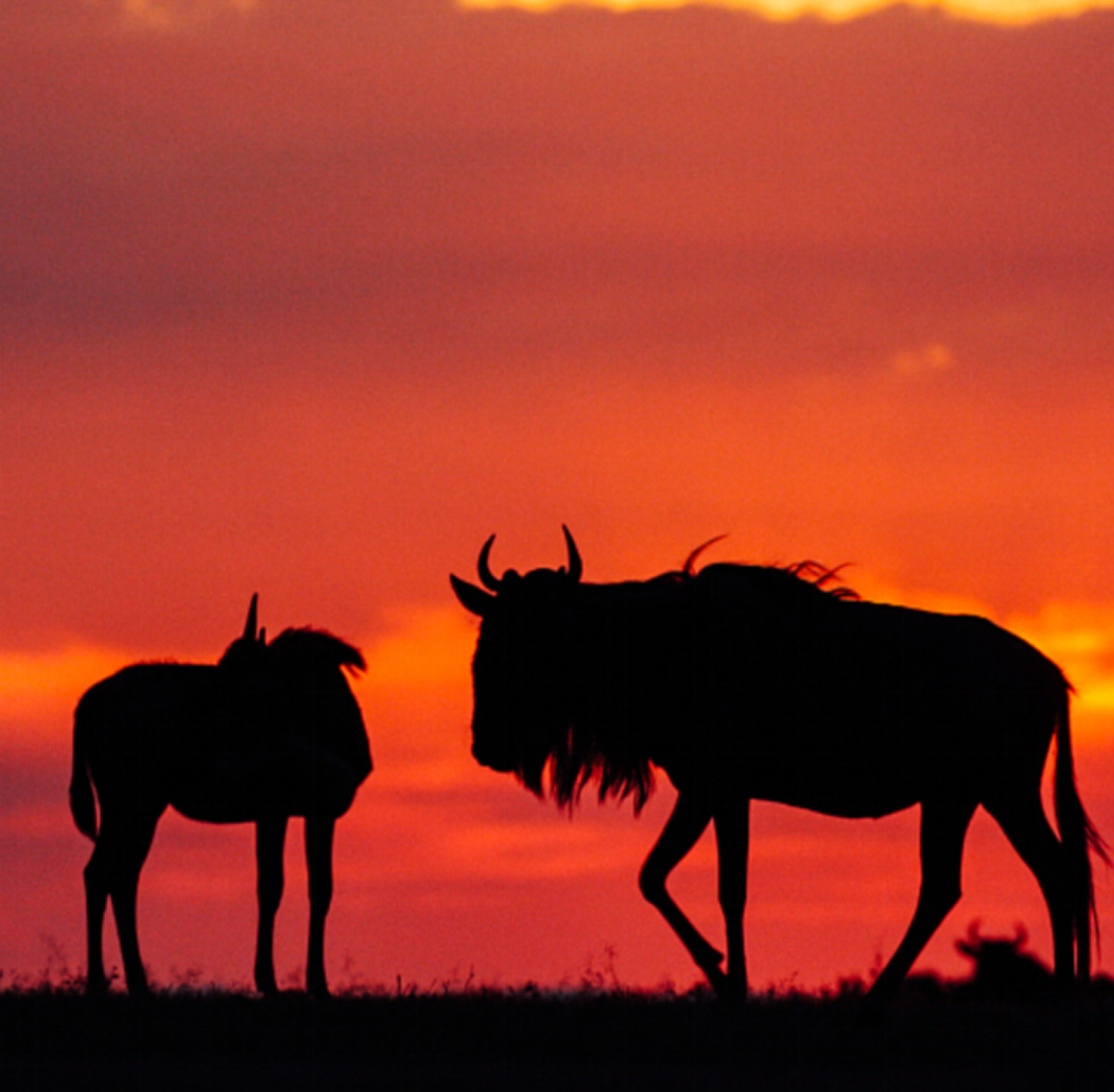 <盛宴迁徙季> 肯尼亚桑布鲁全景深度13日游 17人小团 纯玩无购物无自费                                      