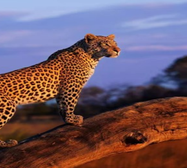 <盛宴迁徙季>肯尼亚狂野草原经典10日 17人小团 北京出发 阿联酋航空                                      