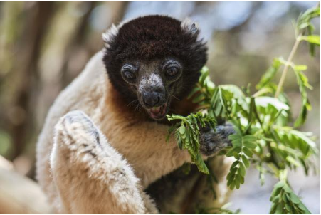 <马达加斯加10日>马达加斯加狐猴与面包树的探秘10日游                                     