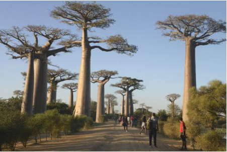 <马达加斯加10日>马达加斯加狐猴与面包树的探秘10日游                                     