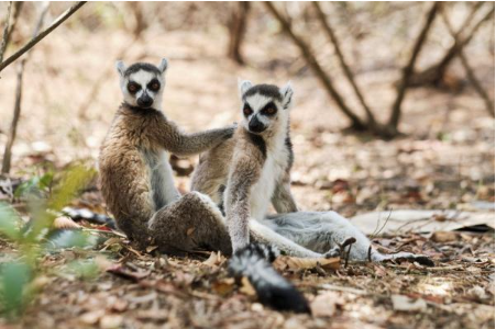 <马达加斯加17日>马达加斯加探秘神奇动物大全景17天
