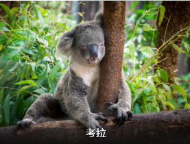 【澳凯】澳凯纯玩9日  澳航直飞 双礁  无购物 无强制消费 含小费                                     