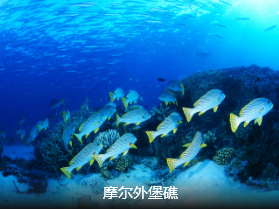 【澳凯】澳凯纯玩9日  澳航直飞 双礁  无购物 无强制消费 含小费                                     