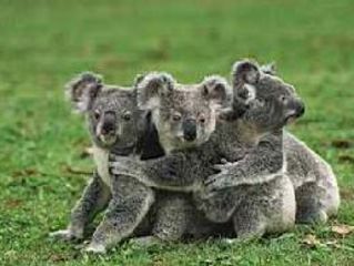 【高端产品】澳大利亚（凯恩斯）墨尔本9日                                     