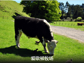 <澳新>澳大利亚新西兰13 日 国航直飞 海豚岛海景房+直升机观岛 探秘萤火虫洞                                     