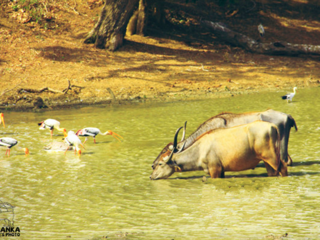 【质享锡兰】斯里兰卡经典八日游(斯航直飞)(三星)