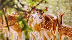 【斯航直飞】斯里兰卡8日游 住宿四星+五星(含野生动物园和水上火车)