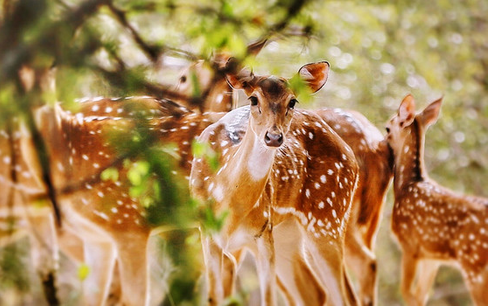 【尊享】斯里兰卡顶级金牌七日游（香格里拉 + 希尔顿 +米其林螃蟹宴）                                     