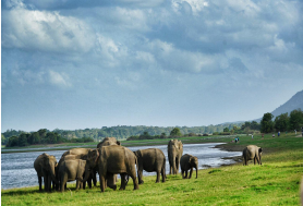 【大爱印度洋】斯里兰卡+马尔代夫 8 晚 10 日半自助游                                     