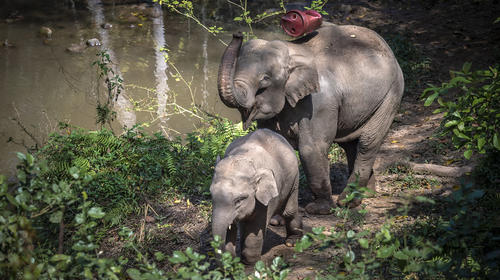 【天津出发】<慢享丝旅版纳> 西双版纳一地5天4晚私人休闲游                                     