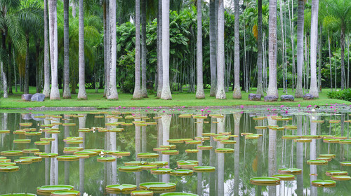 【天津出发】<慢享丝旅版纳> 西双版纳一地5天4晚私人休闲游                                     