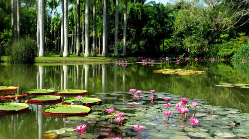 【天津出发】<月光下的凤尾竹>西双版纳4晚5日 中国首都——中国暖都                                     