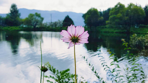 【天津出发】<梦时光尊享铂尔曼>理想中的香巴拉 丽江大理香格里拉6日游                                     