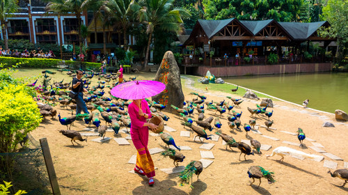 【天津出发】<版纳小团团>西双版纳小资度假5天4晚 小包团                                     