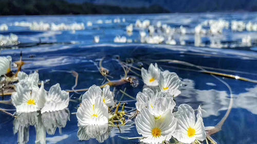 【天津出发】<五钻小团团>昆明 大理 丽江双飞一动高端团 12成人高奢精品小团                                     