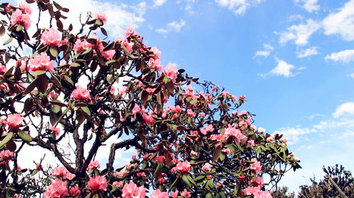 <星际领航>下水纯玩  重庆、双桂山、小三峡、三峡大坝、宜昌双卧6日游                                     