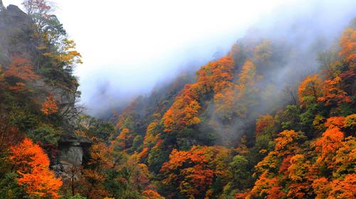 <长江一号> 上水纯玩 宜昌、葛洲坝、三峡大坝、三峡人家、小三峡、白帝城、升船机、丰都名山、重庆双卧7日游