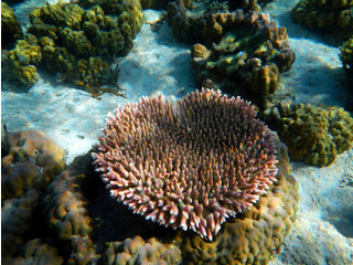 【巴拉望】五晚七日半自由行