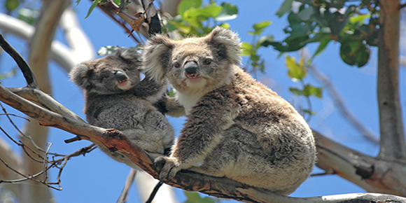 【澳新凯墨】澳新凯墨纯玩12日 澳航直飞 双礁 无购物 无强制消费 含小费