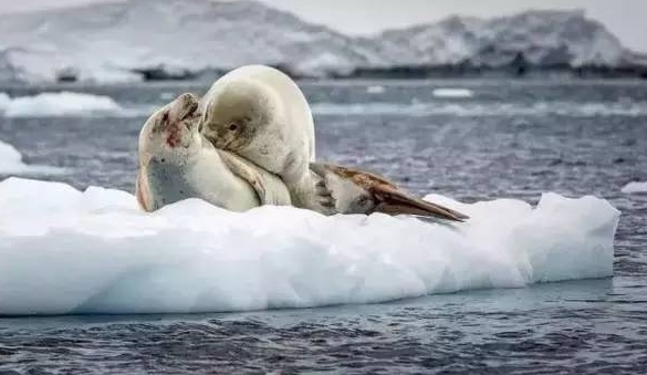 【情迷系列】挚爱极地---纯美南极+南美四国摄影31天璀璨之旅